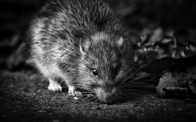 Close-up of cat at night
