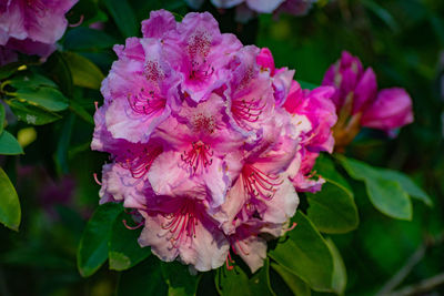 Close-up of pink flowering plant