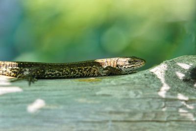 Close-up of lizard on rock