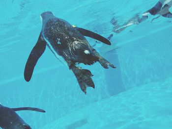 Penguin swimming in sea