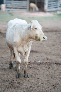 Cow standing in ranch