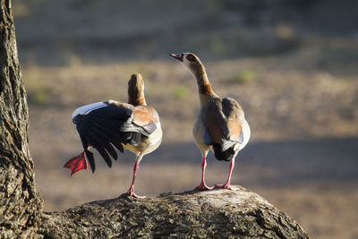 Birds perching on rock