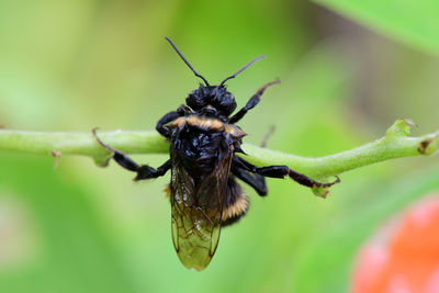 Macro shot of a wet bumblebee 