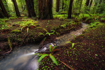 Stream amidst trees in forest