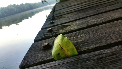 Close-up of leaf on wooden table