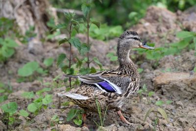 Close-up of bird on plant