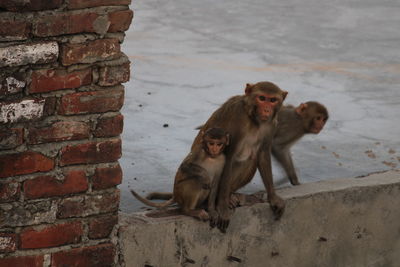 Monkeys on wall
