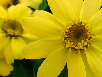 Close-up of yellow flower