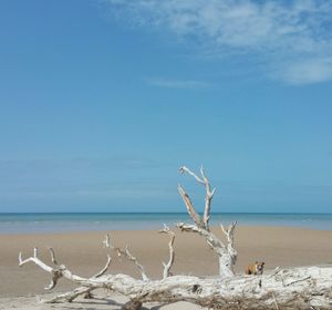 Driftwood on beach against blue sky