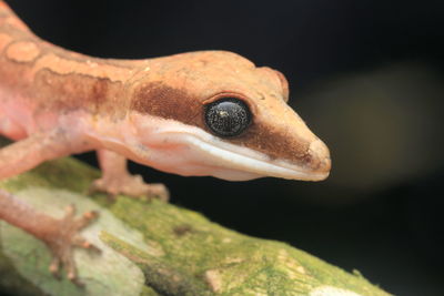 Close-up of lizard