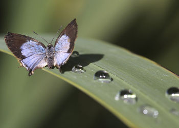 Butterfly on leaf