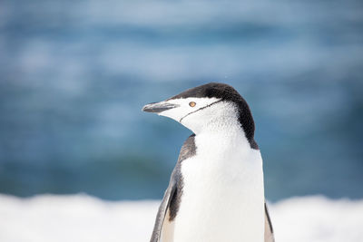 Close-up of penguin against sea during winter