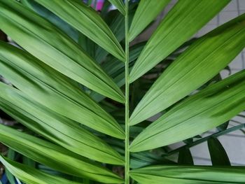 Close-up of fresh green plant