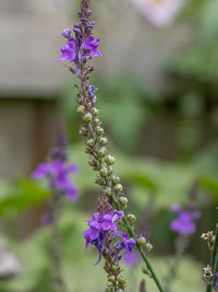 Close-up of purple flowering plant