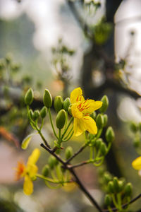 Close-up of yellow flowering plant