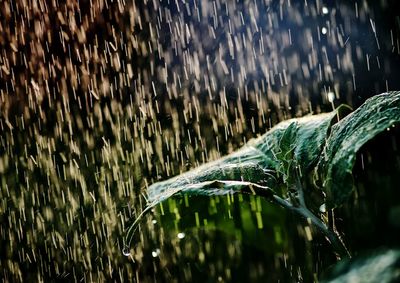 Close-up of water drops on plants during rainy season