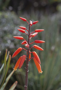 Close-up of red flowering plant