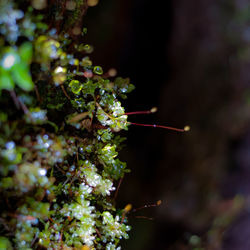 Close-up of flowering plant