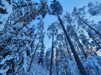 Low angle view of pine trees against sky during winter