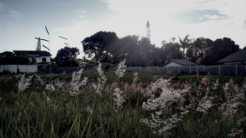 View of plants against the sky