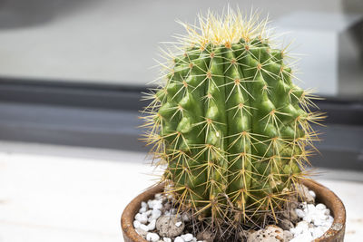 Close-up of cactus plant