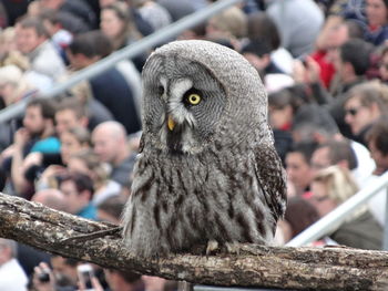 Close-up of owl perching on branch