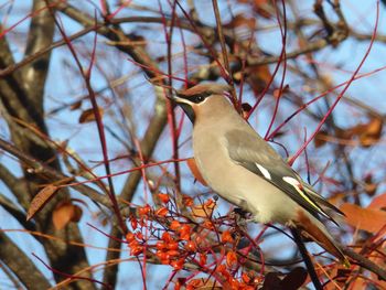 Low angle view of bird perching on branch