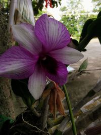 Close-up of pink flower