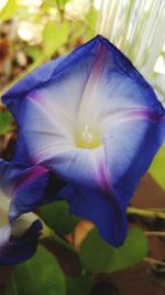 Close-up of flower blooming outdoors