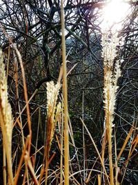 Close-up of bamboo trees in the forest