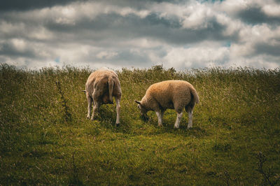 Sheep grazing on field