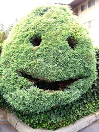 Face topiary in back yard