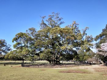 Trees on field against clear blue sky