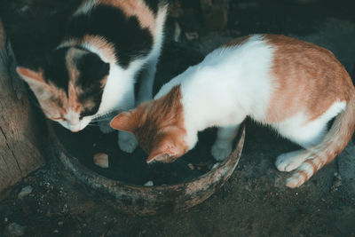 High angle view of cat eating