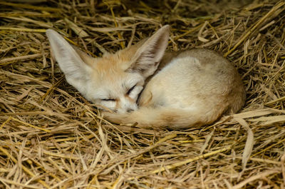 High angle view of rabbit sleeping in grass