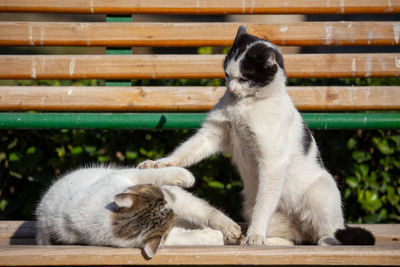 Cat sitting on bench