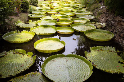 High angle view of lily pads in lake