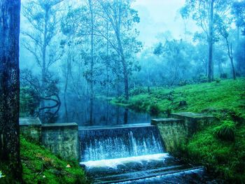 Scenic view of waterfall in forest