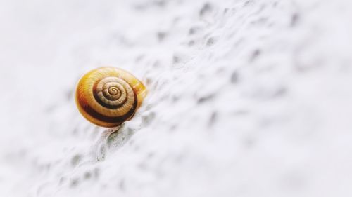 Close-up of snail on white wall