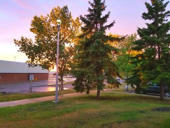 Trees in park against sky