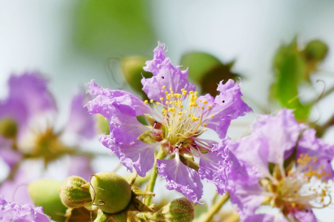 Lagerstroemia speciosa Flower