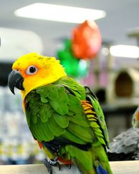 Close-up of yellow parrot