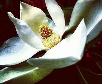 Close-up of white rose