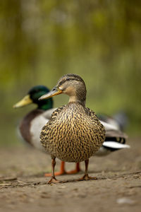 Close-up of mallard duck