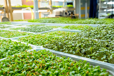 City farm for growing microgreens. eco-friendly small business. baby leaves, phyto lamp