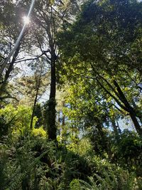 Low angle view of trees in forest