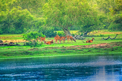 View of a reptile in a garden