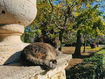 Cat relaxing on rock