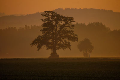 Tree on field against sky during sunset