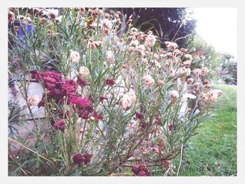 Close-up of pink flowers